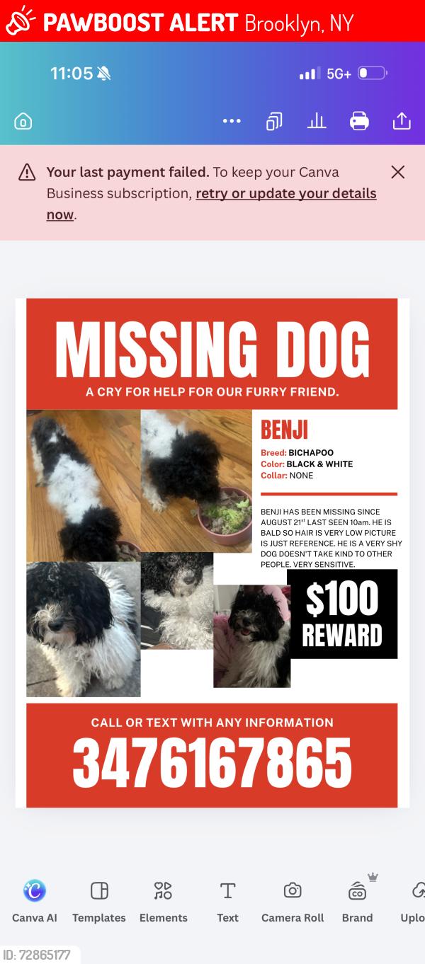 Lost Male Dog last seen Flatbush , Brooklyn, NY 11203