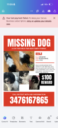 Lost Male Dog last seen Flatbush , Brooklyn, NY 11203