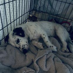 Found/Stray Female Dog last seen Wurzbach Parkway, San Antonio, TX 78217