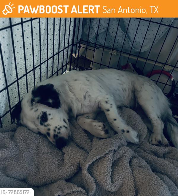 Found/Stray Female Dog last seen Wurzbach Parkway, San Antonio, TX 78217