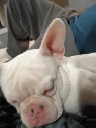 Lost Male Dog last seen Scott ST 25525 chualar ca 93925, Chualar, CA 93925