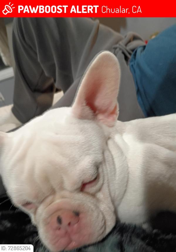 Lost Male Dog last seen Scott ST 25525 chualar ca 93925, Chualar, CA 93925