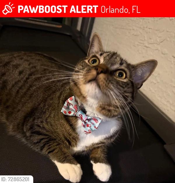 Lost Male Cat last seen Town center Blvd, Orlando, FL 32837