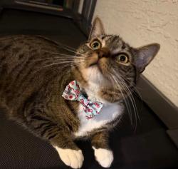 Lost Male Cat last seen Town center Blvd, Orlando, FL 32837