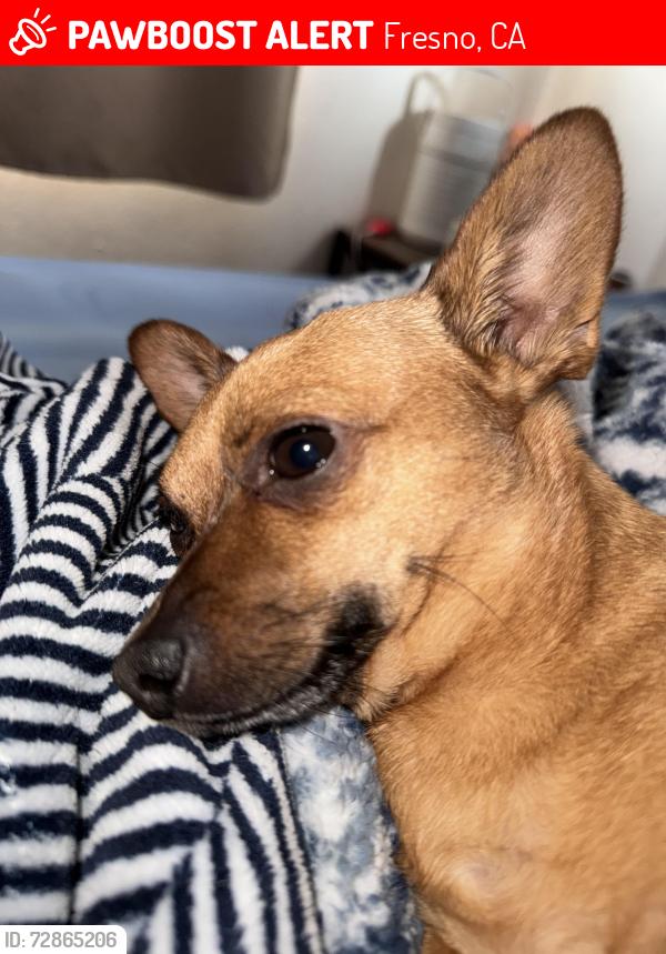 Lost Male Dog last seen Millbrook and Hampton way, Fresno, CA 93726