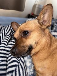 Lost Male Dog last seen Millbrook and Hampton way, Fresno, CA 93726