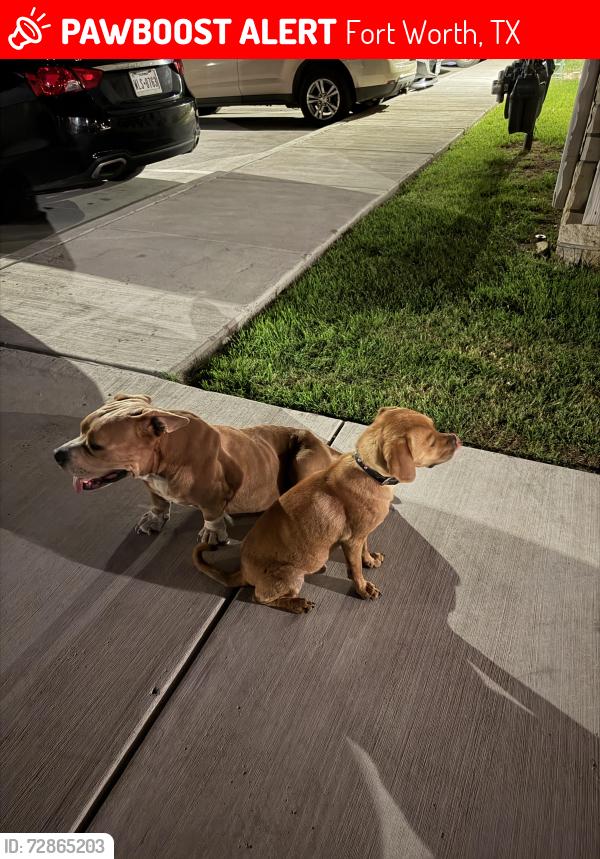 Lost Male Dog last seen Samson park , Fort Worth, TX 76114