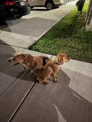 Lost Male Dog last seen Samson park , Fort Worth, TX 76114