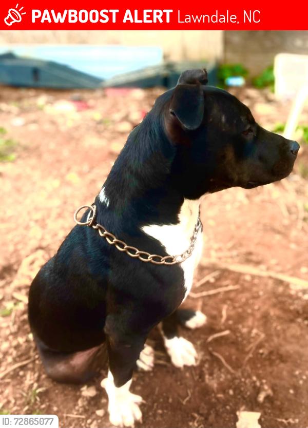 Lost Male Dog last seen Near warlick Rd lawndale nc , Lawndale, NC 28090