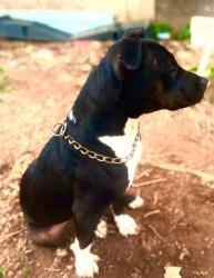 Lost Male Dog last seen Near warlick Rd lawndale nc , Lawndale, NC 28090