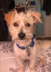 Lost Male Dog last seen Road 20, rumrill , San Pablo, CA 94804