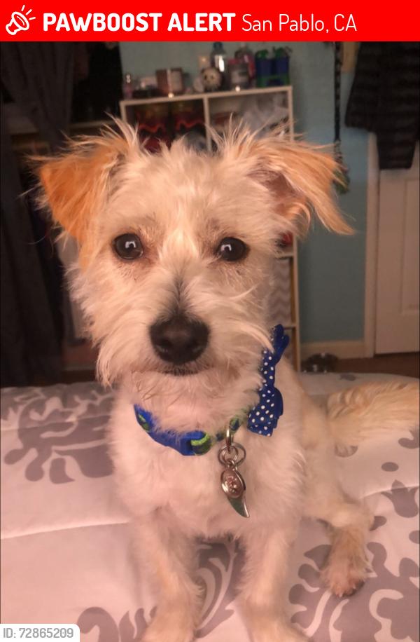 Lost Male Dog last seen Road 20, rumrill , San Pablo, CA 94804