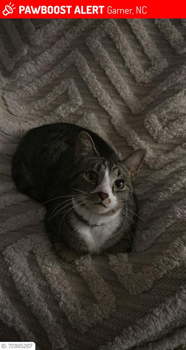 Lost Male Cat last seen Bryan Road, Garner, NC 27529