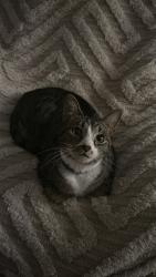 Lost Male Cat last seen Bryan Road, Garner, NC 27529