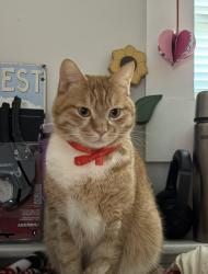 Reunited Male Cat last seen  E 8th avenue , commercial Dr, commercial broadway sky train, Vancouver, BC V5N 1T5