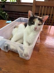 Lost Female Cat last seen Lafayette Ave and McAlpin Ave, Cincinnati, OH 45220