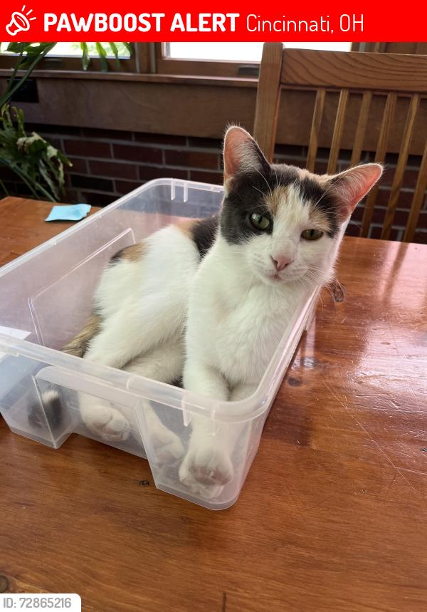 Lost Female Cat last seen Lafayette Ave and McAlpin Ave, Cincinnati, OH 45220