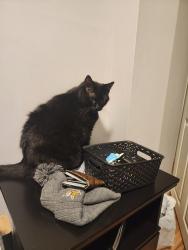 Lost Male Cat last seen Near Marion rd , Rochester, MN 55904