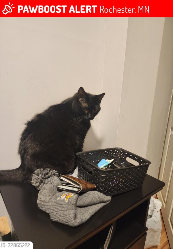 Lost Male Cat last seen Near Marion rd , Rochester, MN 55904
