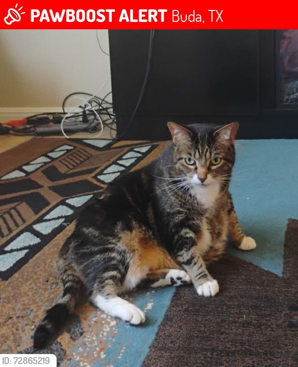 Lost Female Cat last seen FM2001, Buda, TX 78610