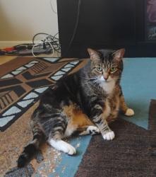 Lost Female Cat last seen FM2001, Buda, TX 78610
