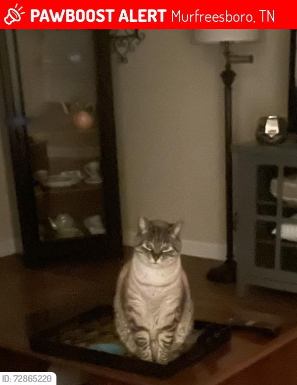Lost Male Cat last seen Olympia, Minerva, Bradyvill, Murfreesboro, TN 37130