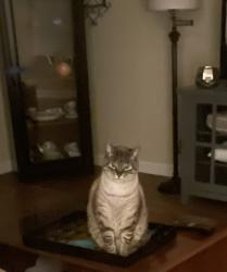Lost Male Cat last seen Olympia, Minerva, Bradyvill, Murfreesboro, TN 37130
