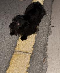 Found/Stray Unknown Dog last seen Waterford district , Miami, FL 33126