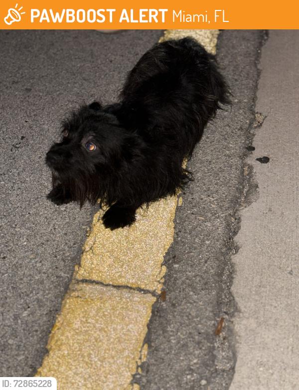 Found/Stray Unknown Dog last seen Waterford district , Miami, FL 33126