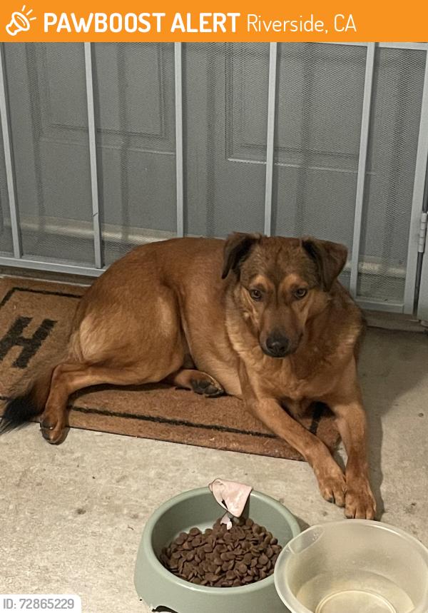 Found/Stray Male Dog last seen College , Riverside, CA 92503