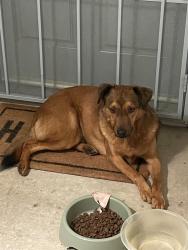 Found/Stray Male Dog last seen College , Riverside, CA 92503