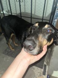Lost Female Dog last seen Norwood And Arlington Ave, Riverside, CA 92505