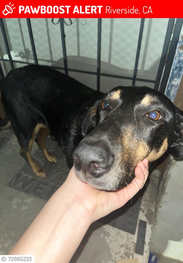 Lost Female Dog last seen Norwood And Arlington Ave, Riverside, CA 92505