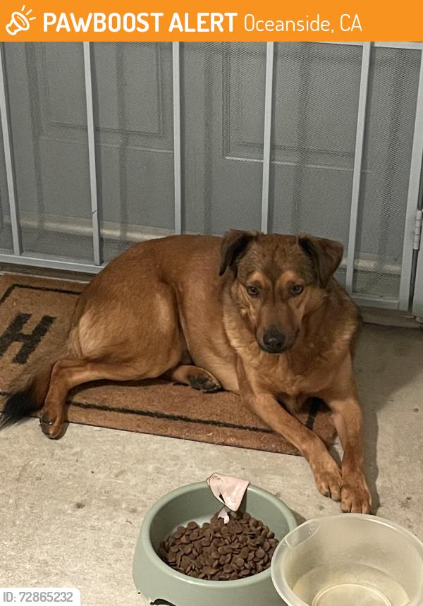 Found/Stray Male Dog last seen College blvd , Oceanside, CA 92057