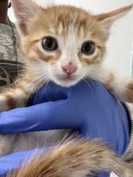 Shelter Stray Male Cat last seen Oakland, CA 94621, Oakland, CA 94601