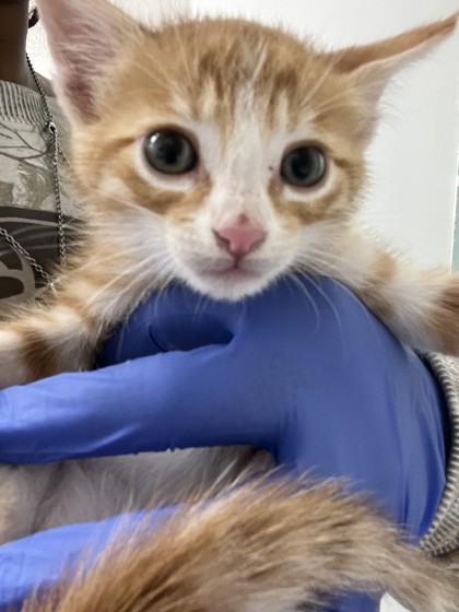 Shelter Stray Male Cat last seen Oakland, CA 94621, Oakland, CA 94601