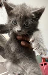 Shelter Stray Female Cat last seen Oakland, CA 94602, Oakland, CA 94601