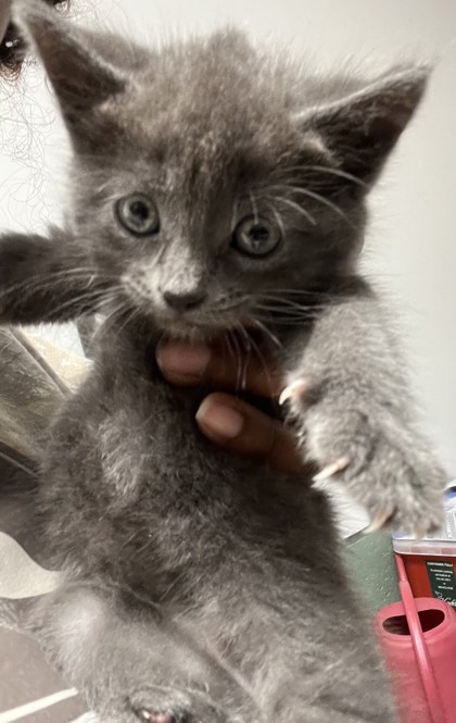 Shelter Stray Female Cat last seen Oakland, CA 94602, Oakland, CA 94601