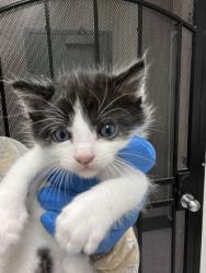 Shelter Stray Male Cat last seen Oakland, CA 94601, Oakland, CA 94601
