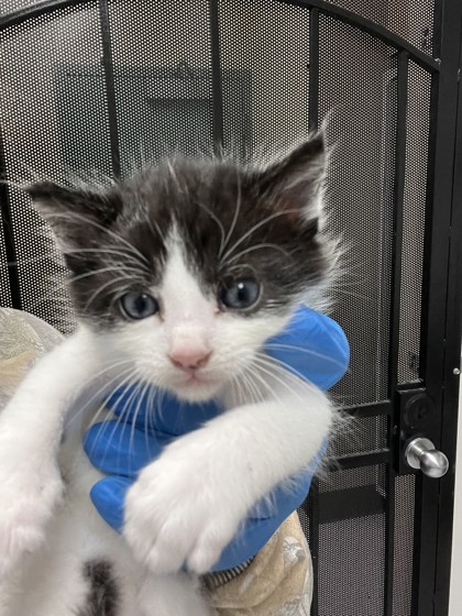 Shelter Stray Male Cat last seen Oakland, CA 94601, Oakland, CA 94601