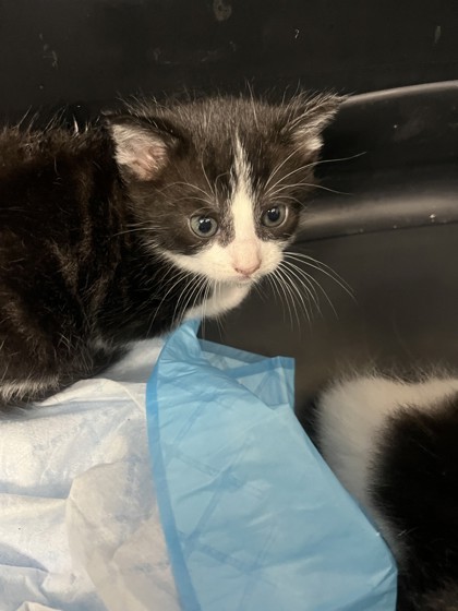 Shelter Stray Female Cat last seen Oakland, CA 94601, Oakland, CA 94601