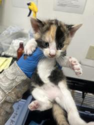 Shelter Stray Female Cat last seen Oakland, CA 94601, Oakland, CA 94601