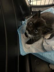 Shelter Stray Male Cat last seen Oakland, CA 94601, Oakland, CA 94601