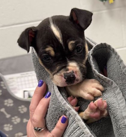 Shelter Stray Female Dog last seen Near E 56th Ter, 64130, MO, Kansas City, MO 64132