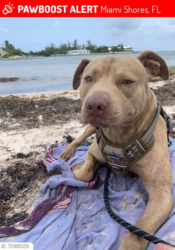 Lost Male Dog last seen NW 3rd Ave and NW 92nd St , Miami Shores, FL 33150