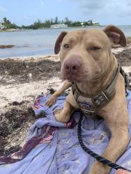 Lost Male Dog last seen NW 3rd Ave and NW 92nd St , Miami Shores, FL 33150