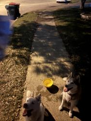 Found/Stray Female Dog last seen Eldridge meadow court, Houston, TX 77041