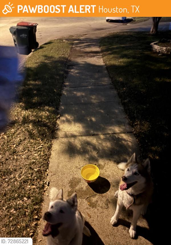 Found/Stray Female Dog last seen Eldridge meadow court, Houston, TX 77041