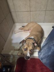 Lost Male Dog last seen Near County Road 4151 pawhuska ok, Pawhuska, OK 74056