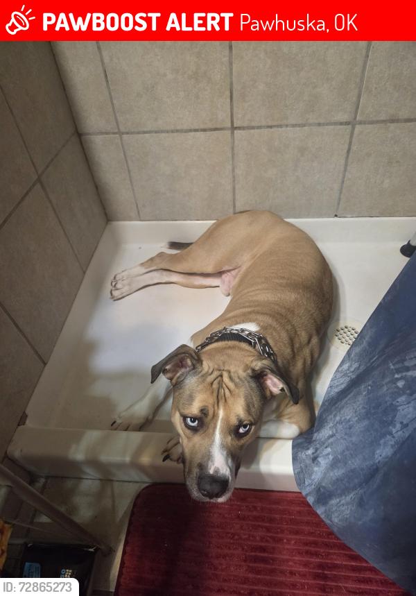 Lost Male Dog last seen Near County Road 4151 pawhuska ok, Pawhuska, OK 74056